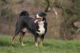 BOUVIER D'APPENZELL 079